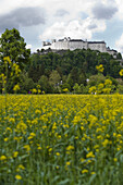 Burg Hohensalzburg und Rapsfeld, Salzburg, Österreich