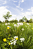 Wildblumen, Salzburg, Österreich