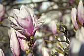 Magnolia Flowers, Salzburg, Austria