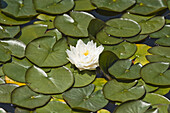 Water Lily in Garden, Schloss Schonbrunn, Vienna, Austria
