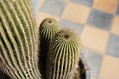 Nahaufnahme eines eingetopften Kaktus, Marrakesch, Marokko