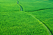 Reisfelder in der Nähe von Ubud, Bali, Indonesien