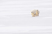 Eisbärenmutter mit Jungen, Churchill, Manitoba, Kanada