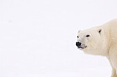 Porträt eines Eisbären, Churchill, Manitoba, Kanada