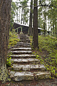 Treppe im Wald