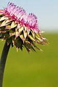 Thistle Flower