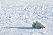 Eisbär im Schnee