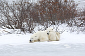 Eisbären aneinander gekuschelt im Schnee