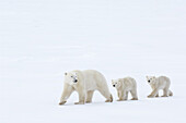 Eisbär mit Jungtieren