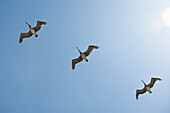 Brown Pelicans Flying, Kalifornien Küste, USA