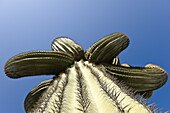 Cactus in Yuma, Yuma County, Arizona, USA