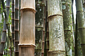 Nahaufnahme von Bambusbäumen, Botanischer Garten, Rio de Janeiro, Brasilien
