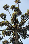Brasilianischer Kiefernbaum, Atlantischer Wald, Brasilien