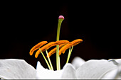 Close-Up of Stargazer Lily