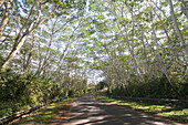 Straße, Kauai, Hawaii, USA