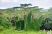 Wald, Kauai, Hawaii, USA