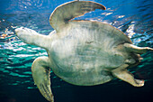 Meeresschildkröte, Vancouver Aquarium, Vancouver, Britisch-Kolumbien, Kanada