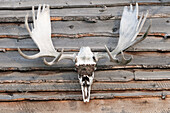 Moose Antlers, Alaska, USA