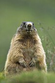 Portrait of Alpine Marmot, Hohe Tauern National Park, Austria