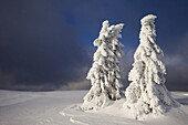 Schneebedeckte Fichten im Winter, Großer Arber, Bayerischer Wald, Bayern, Deutschland
