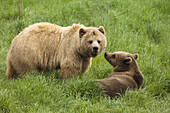 Mutter Braunbär mit Jungtier
