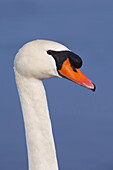Close-up of Mute Swan