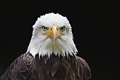 Close-Up of Bald Eagle