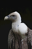 Portrait of Griffon Vulture