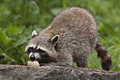 Raccoon Eating Egg