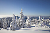 Snow Covered Spruces, Grosser Arber Mountain, Bohemian Forest, Bavaria, Germany
