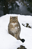 Porträt der Europäischen Wildkatze