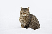 Porträt der jungen Europäischen Wildkatze