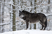 Portrait of Timber Wolf