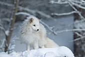 Arctic Fox