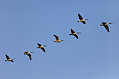 Flock of Canada Geese Flying, Germany