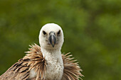 Close-up of Griffon Vulture