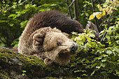 Braunbär ruhend auf Felsen, Nationalpark Bayerischer Wald, Bayern, Deutschland