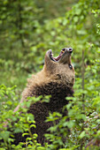 Brown Bear, Bavarian Forest National Park, Bavaria, Germany