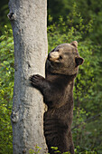 Brown Bear Standing by Tree Trunk, Bavarian Forest National Park, Bavaria, Germany