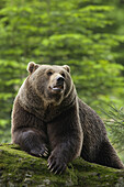 Männlicher Braunbär auf Felsen ruhend, Nationalpark Bayerischer Wald, Bayern, Deutschland