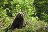 Braunbär, Nationalpark Bayerischer Wald, Bayern, Deutschland