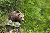 Brown Bear, Bavarian Forest National Park. Bavaria, Germany