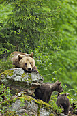 Braunbärin mit Jungtieren, Nationalpark Bayerischer Wald, Bayern, Deutschland