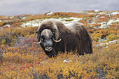 Moschusochsenbulle auf der Tundra, Dovrefjell-Sunndalsfjella-Nationalpark, Norwegen
