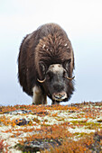 Weiblicher Moschusochse, Dovrefjell-Sunndalsfjella-Nationalpark, Norwegen