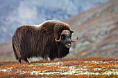 Moschusochsenbulle in der Tundra, Dovrefjell-Sunndalsfjella-Nationalpark, Norwegen