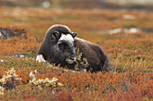 Young Muskox, Dovrefjell-Sunndalsfjella National Park, Norway