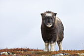 Muskox Calf, Dovrefjell-Sunndalsfjella National Park, Norway