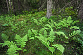 Ferns in Forest, Sweden