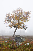 Baum in nebligem Feld im Herbst, Schweden